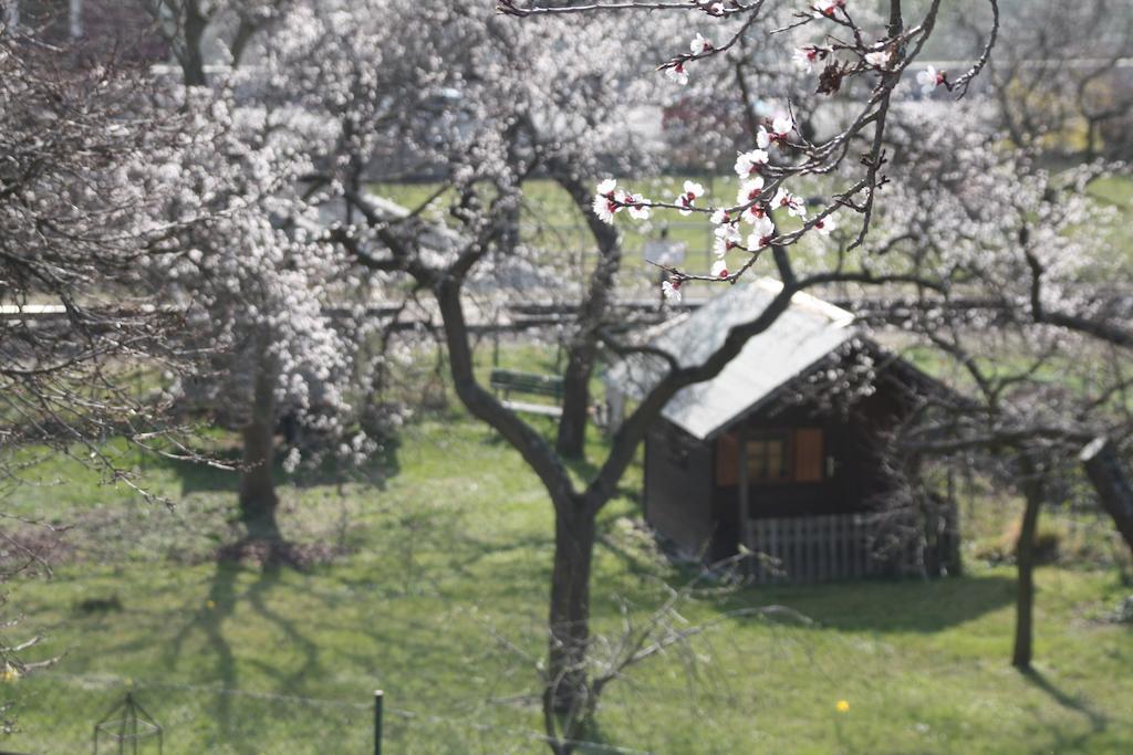 Donauwirt - Hotel Garni Вайсенкирхен-ин-дер-Вахау Экстерьер фото